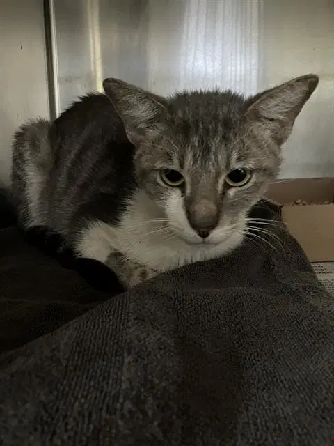 Adam - Domestic Short Hair