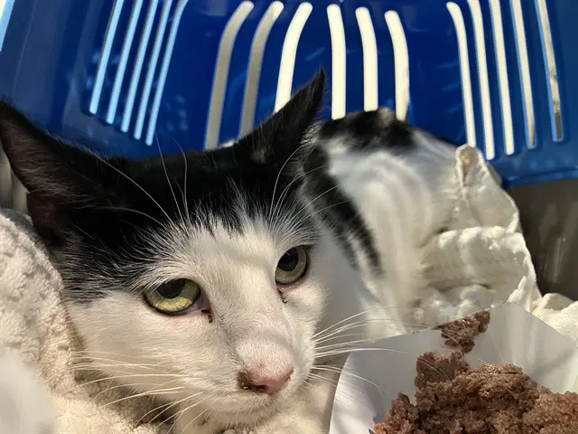 Celestial - Domestic Short Hair