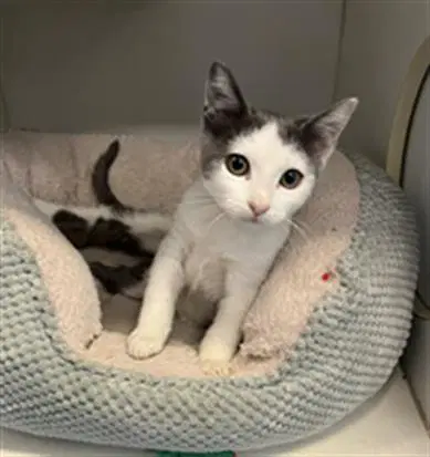 Jenny Jams - Domestic Short Hair