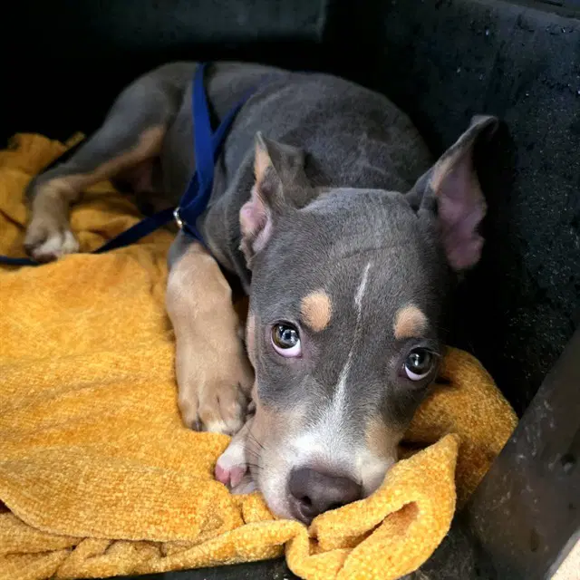 Sabrina - Pit Bull Terrier