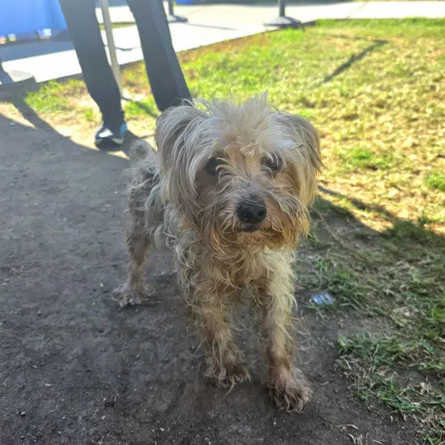 Camry - Yorkshire Terrier Yorkie