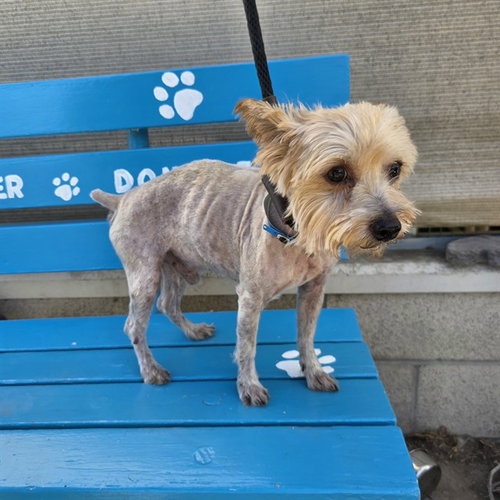 Camry, Yorkshire Terrier Yorkie (medium coat)