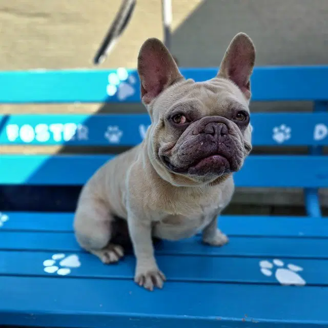 Tito - French Bulldog