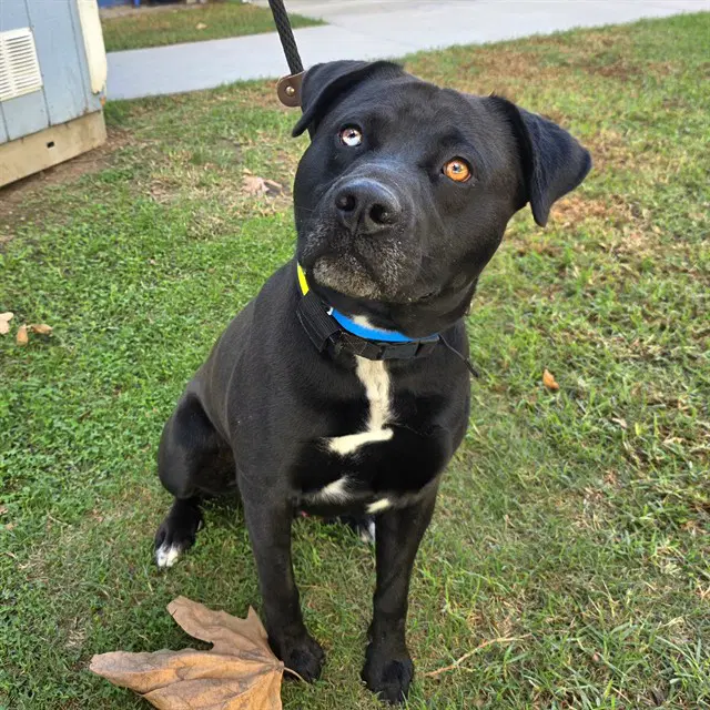 Brunson - Pit Bull Terrier