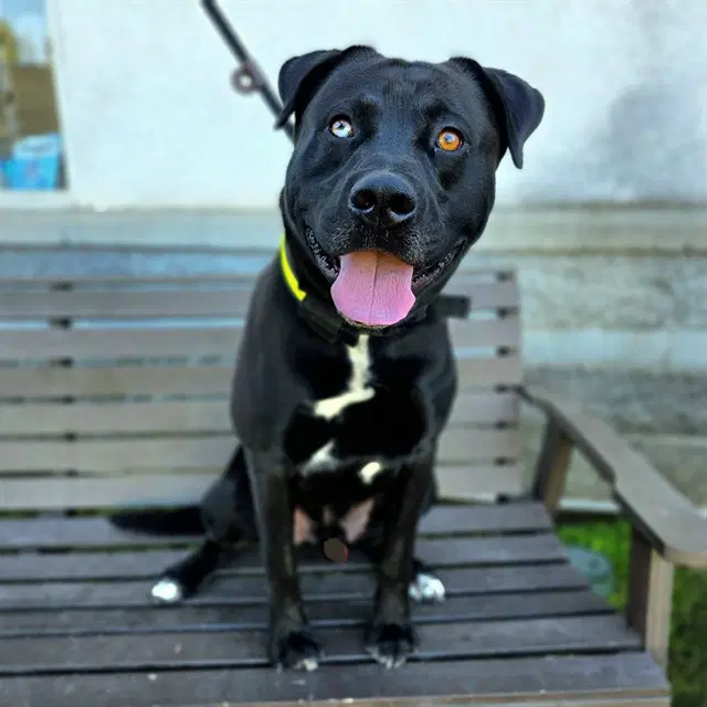 Brunson - Pit Bull Terrier