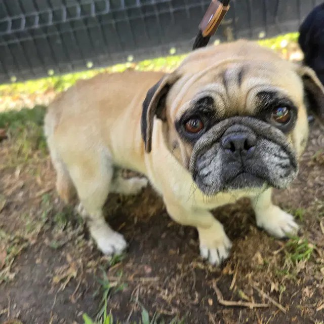 Lucy - Pug
