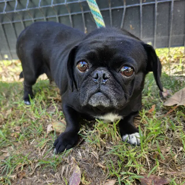 Lulu - Pug