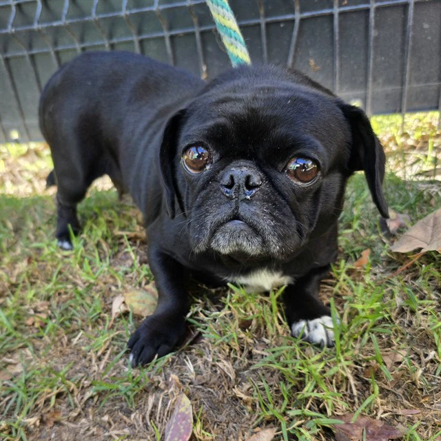 Lulu