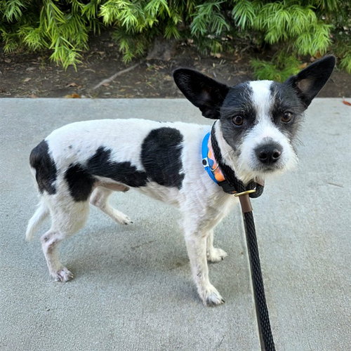 Charlie, Terrier / Mixed (medium coat)