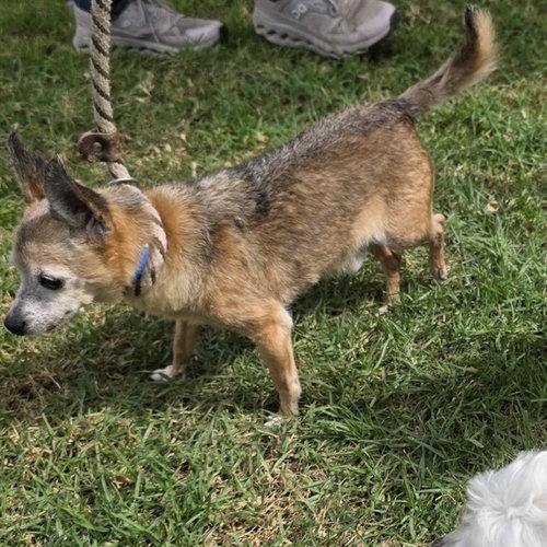 Dizzle, Chihuahua (medium coat)