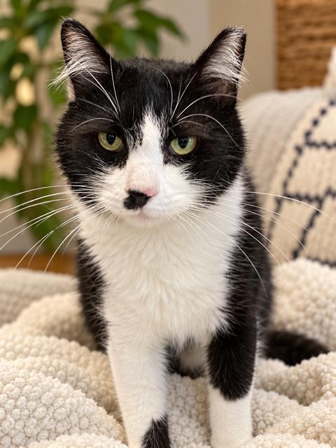 Boots, Domestic Short Hair (medium coat)