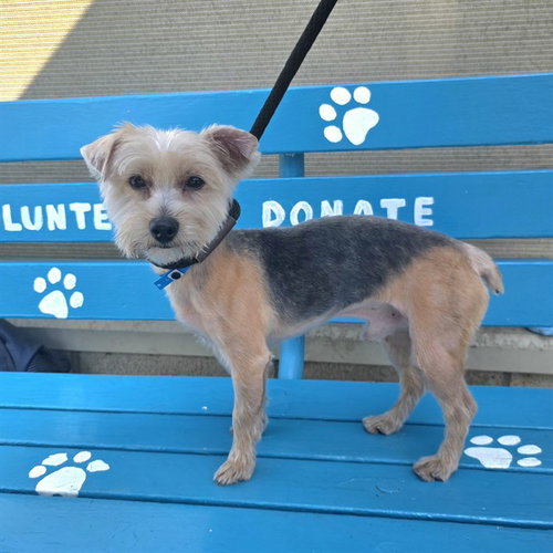 Piccolo, Yorkshire Terrier Yorkie (medium coat)