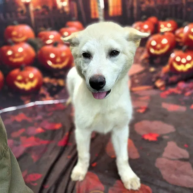 Jeepers Creepers - Siberian Husky