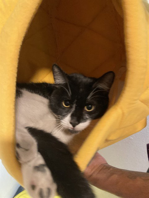 Papa, Domestic Short Hair (medium coat)