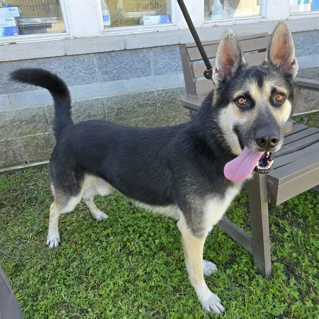 Blake - German Shepherd Dog