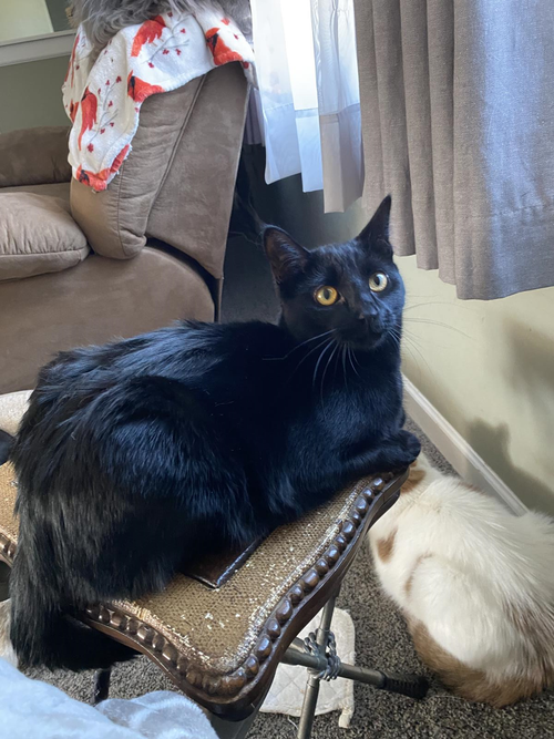 PUDDLES - Domestic Short Hair available for adoption