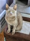 adoptable Cat in wyandotte, MI named Astrid
