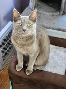 adoptable Cat in Wyandotte, MI named Astrid