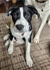 adoptable Dog in , MI named Pete