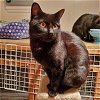 adoptable Cat in wyandotte, MI named Lincoln