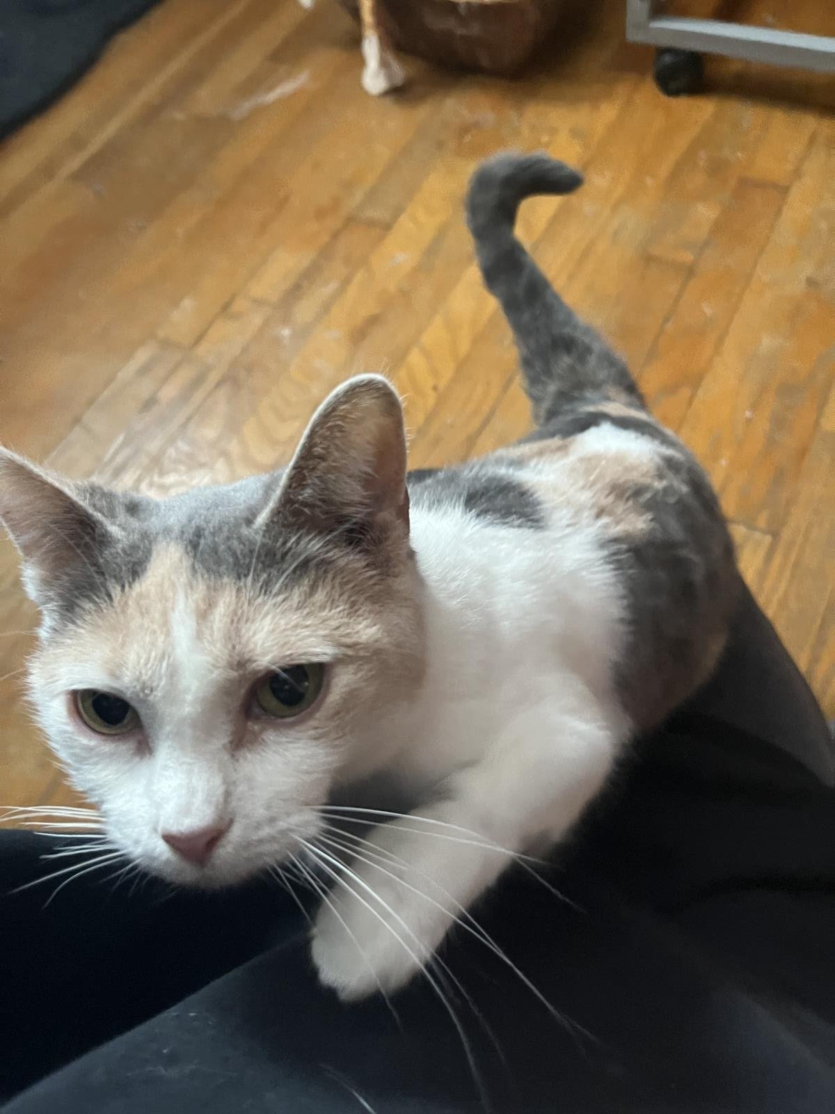 adoptable Cat in Wyandotte, MI named Mia