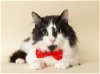 adoptable Cat in wyandotte, MI named Barney