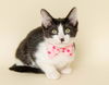 adoptable Cat in , MI named Balthazar Bratt