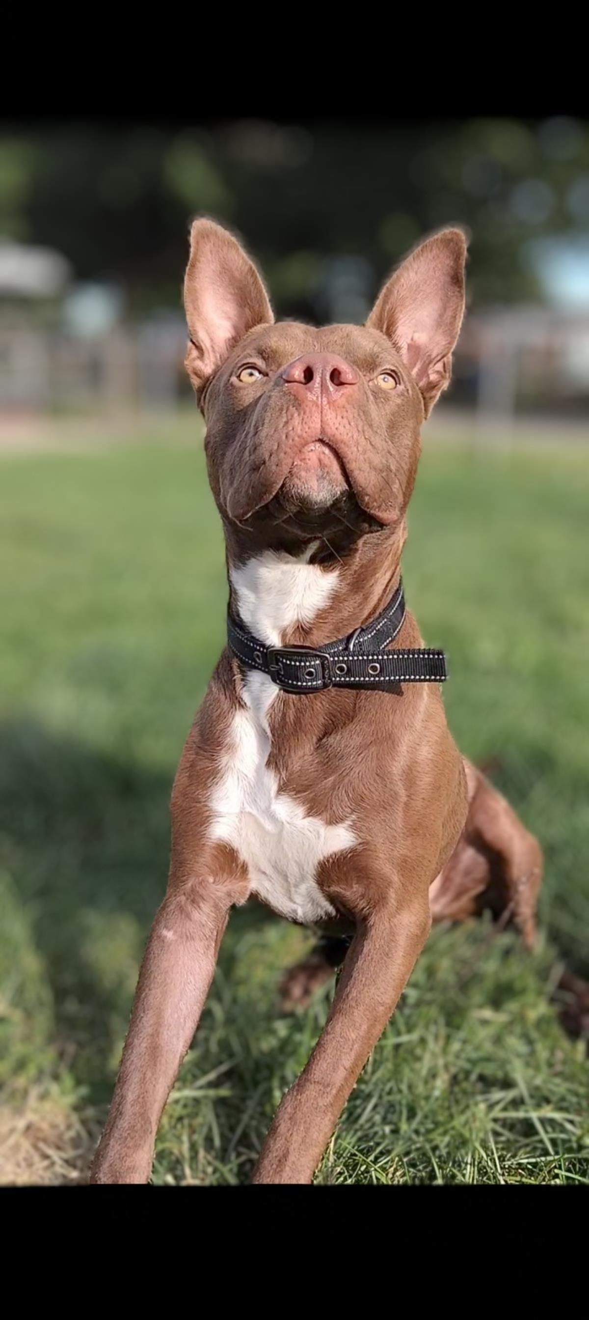 adoptable Dog in Wyandotte, MI named Deuce