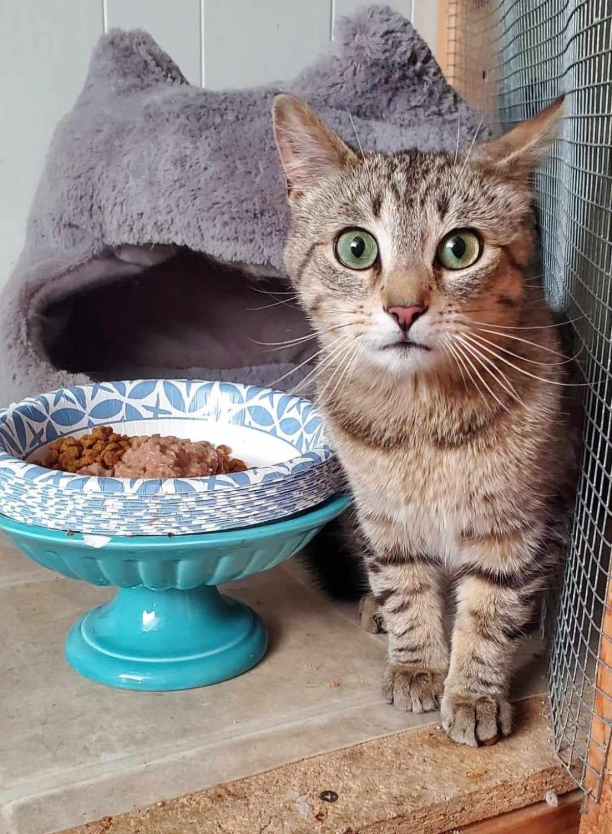 adoptable Cat in Wyandotte, MI named Aurora (Rory)