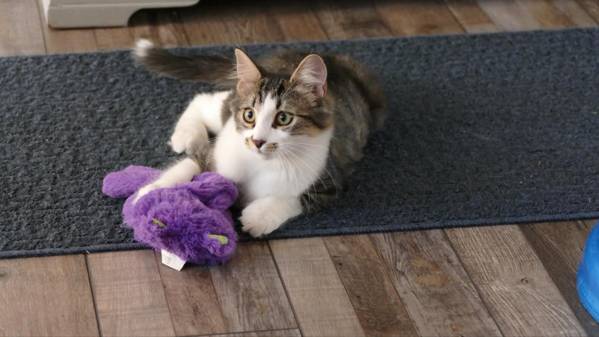 adoptable Cat in Wyandotte, MI named Gibson