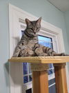 adoptable Cat in , MI named Alfie