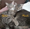 adoptable Cat in , MI named Armondo