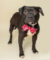 adoptable Dog in  named Tiny Tim