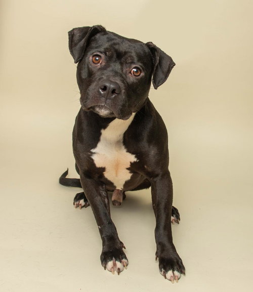 TINY TIM - Pit Bull Terrier available for adoption