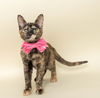adoptable Cat in  named Elle Woods