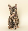 Elle Woods - Photo 2