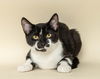 adoptable Cat in , MI named Dave