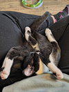Dave - Photo 4