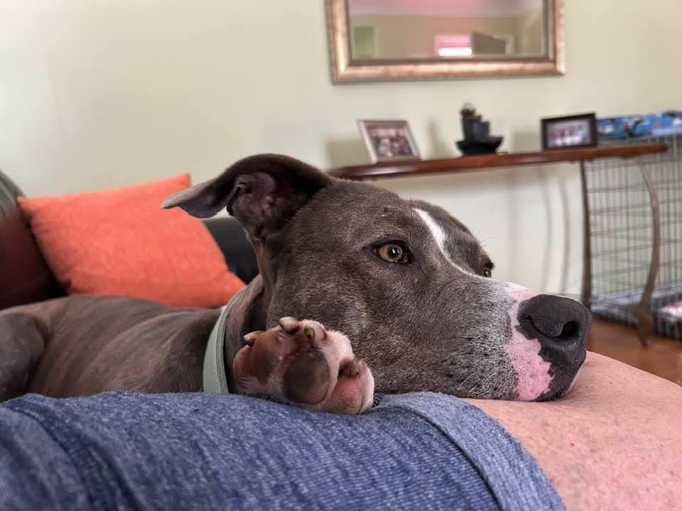 adoptable Dog in Wyandotte, MI named Jackson