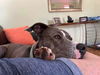 adoptable Dog in  named Jackson