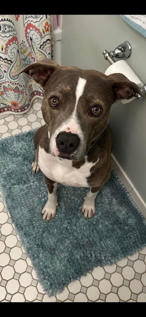 picture of the dog needing adoption