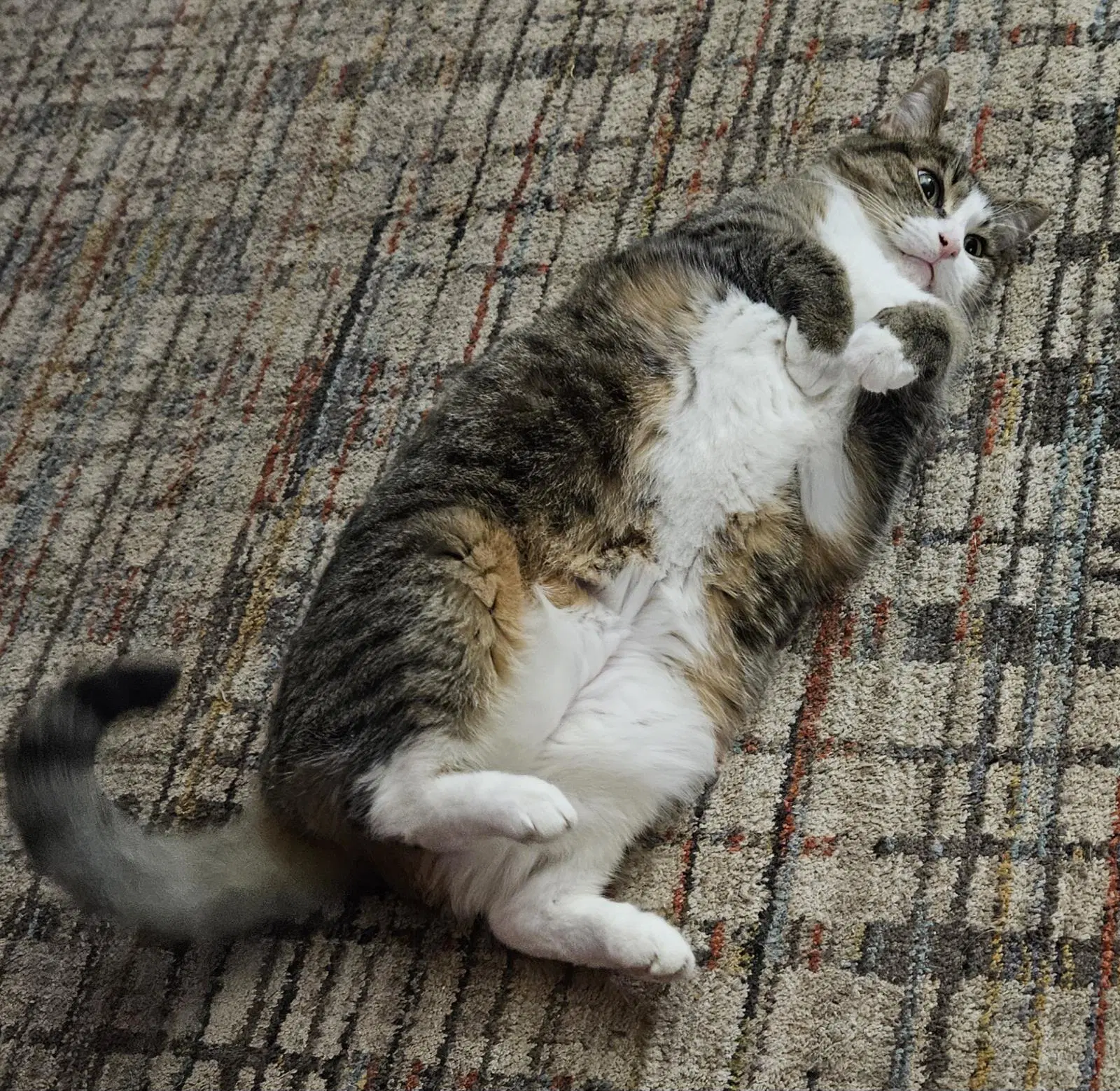 Valentine - Tabby