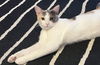 adoptable Cat in  named Rosita
