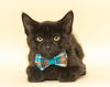 adoptable Cat in , MI named Slinky