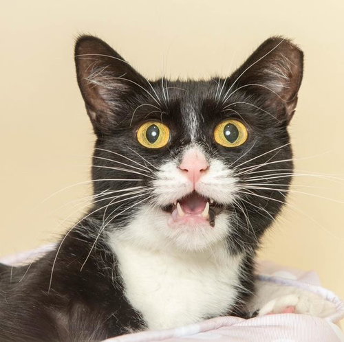 picture of the cat needing adoption