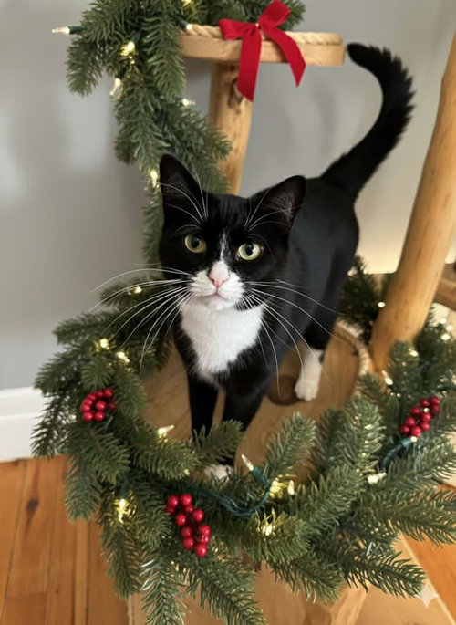 BERNADETTE BRUNSWICK - Domestic Short Hair available for adoption