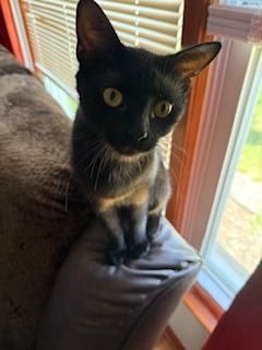 picture of the cat needing adoption