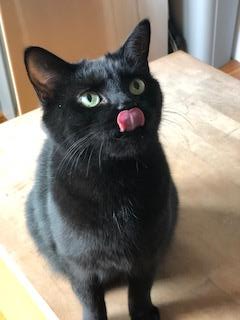 Kaia, an adoptable Domestic Short Hair in Wyandotte, MI