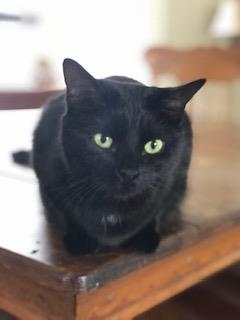 KAIA - Domestic Short Hair available for adoption