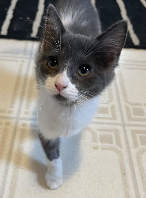 RILEY - Domestic Short Hair available for adoption